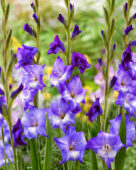 Gladiolus Nori, Forever Bulbs Gladiolus Nori, Forever Bulbs