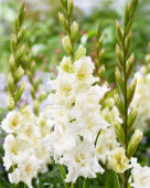 Gladiolus white