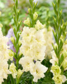 Gladiolus Sweet Chrystal, Forever Bulbs, For Ever Bulbs