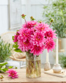 Dahlia Pretty Pien