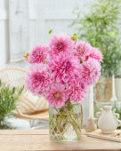 Dahlia Lavender Perfection