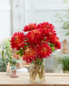 Dahlia Manhattan Island