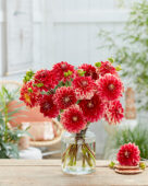 Dahlia Mister Optimist