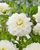Dahlia White Onesta