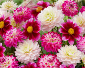 Dahlia pink and purple blend