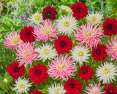 Dahlia My Love, Arabian Night, Stars Favourite