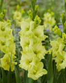 Gladiolus Kio, Forever Bulbs