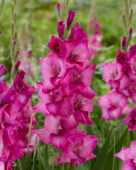 Gladiolus Evi, Forever Bulbs