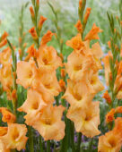 Gladiolus oranje