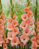 Gladiolus Donatella, Forever Bulbs