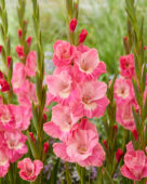 Gladiolus Pink Parrot, Forever Bulbs