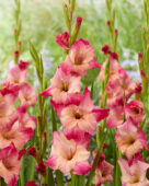 Gladiolus Apricot Bubble Gum, Forever Bulbs