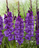 Gladiolus Cum Suis, Forever Bulbs