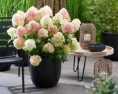 Hydrangea paniculata Living Little Love, Hydrangea paniculata LCNO20