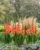 Gladiolus Jenny, Forever Bulbs