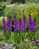 Gladiolus Cum Suis, Forever Bulbs