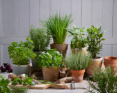 Popular herb collection