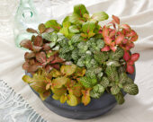 Fittonia combinatie
Fittonia Bubble Green
Fittonia Green Mistral
Fittonia Joly Josan
Fittonia Mini Whisper
Fittonia Ruby Lime
Fittonia Skeleton
