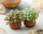 Fittonia White Forest Flame, Mistral
