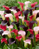 Zantedeschia mengsel