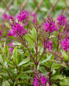 Hebe wiri Celebration