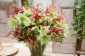 Mixed amaryllis bouquet