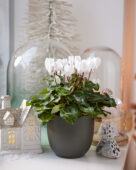 Cyclamen white