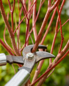 Pruning dogwood