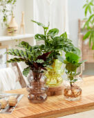 Hydroponics collection