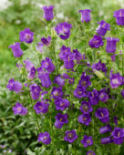 Campanula medium Champion blue