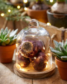 Hyacinth bulbs in cloche