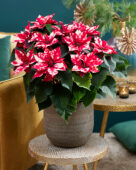 Euphorbia pulcherrima Skystar