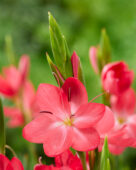 Hesperantha coccinea Oregon Sunset