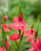 Hesperantha coccinea Oregon Sunset