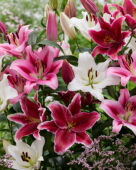 Lilium gemengd