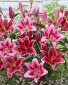 Lilium Donacion, Euphoria