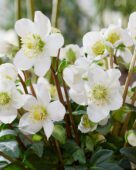 Helleborus niger Mont Blanc