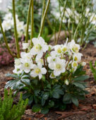 Helleborus niger Mont Blanc