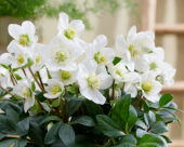 Helleborus niger Mont Blanc