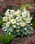 Helleborus niger