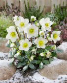 Helleborus niger