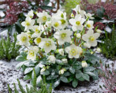 Helleborus niger