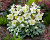 Helleborus niger