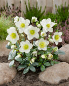 Helleborus niger