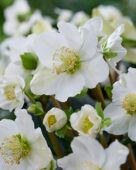 Helleborus niger