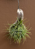 Tillandsia Tilly Tiles