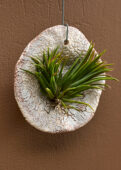 Tillandsia Tilly Tiles