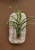 Tillandsia Tilly Tiles