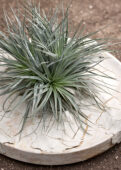 Tillandsia