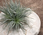 Tillandsia